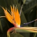 andobirdofparadise